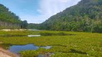 Hutan Adat di Pidie