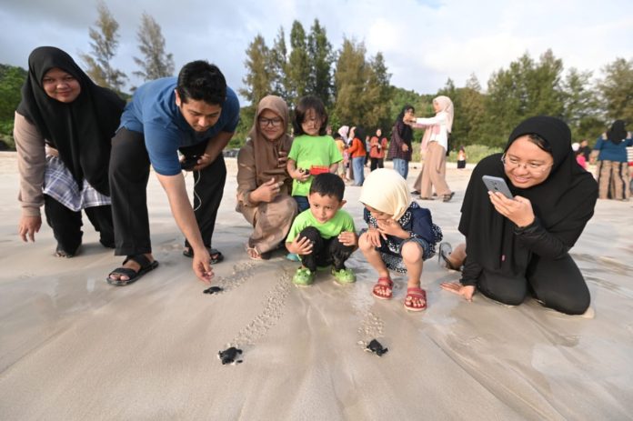 Warga melepas anak penyu di Pasi Lambaro, Pulo Aceh, Kabupaten Aceh Besar, Ahad (10/9/2023).