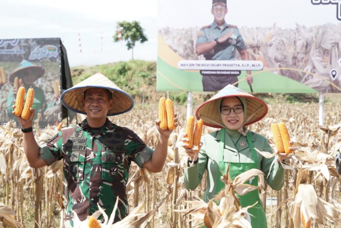 Panen Perdana Jagung Program I'M Jagong Kodam IM Dilakukan Serentak di 3 Wilayah Aceh