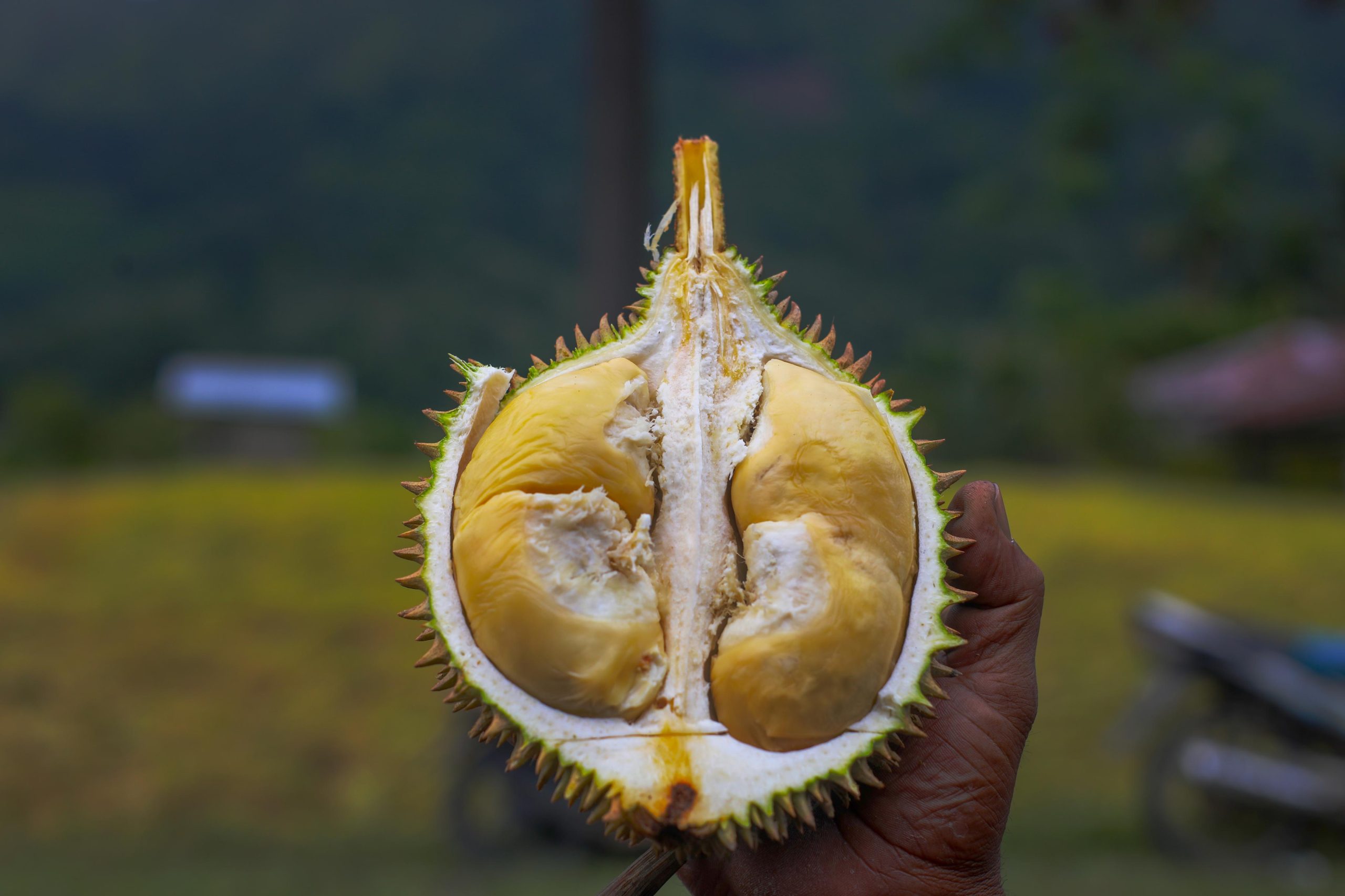 Durian Tangse