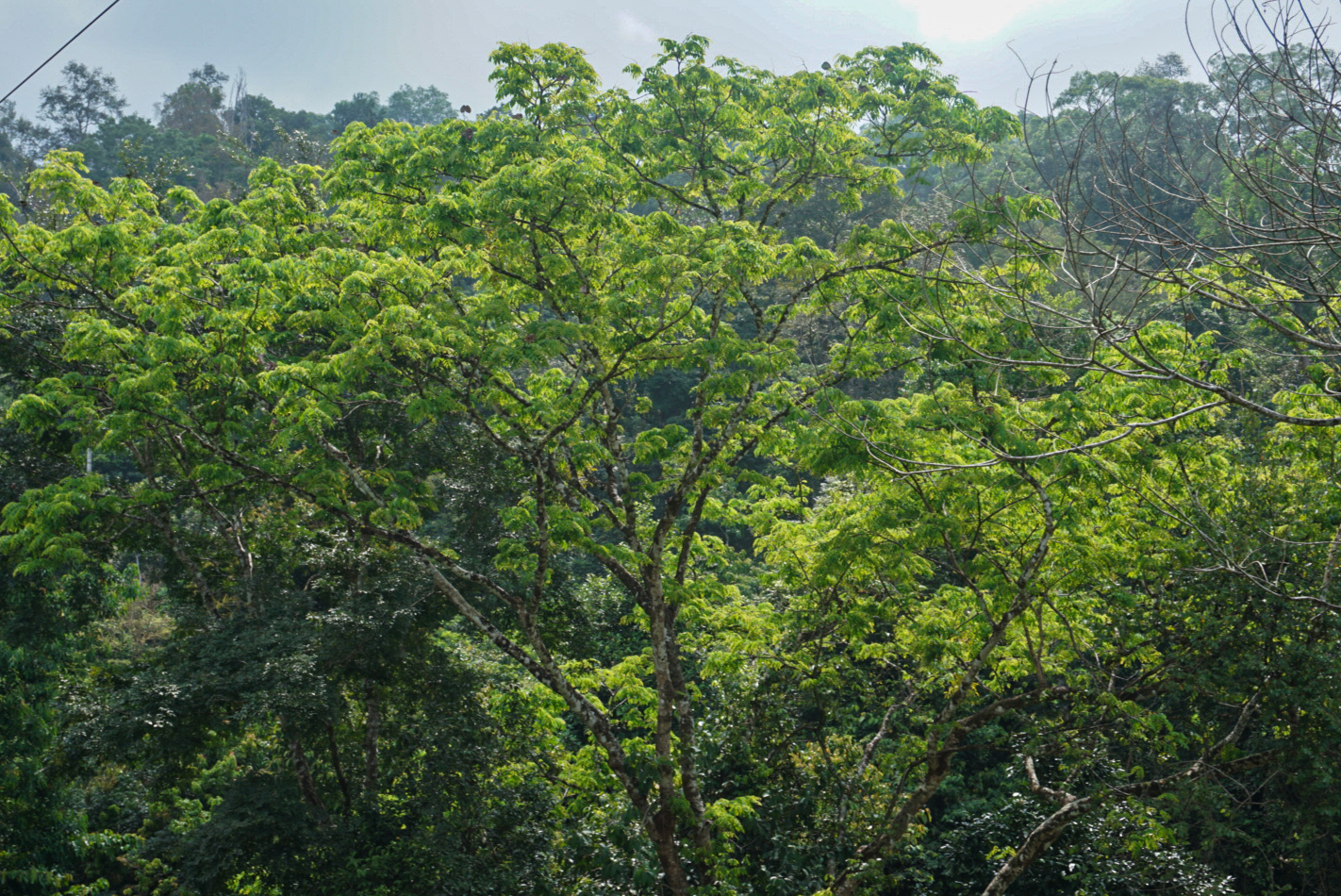 Hutan di Seunapet