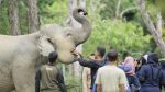 Gajah Aceh