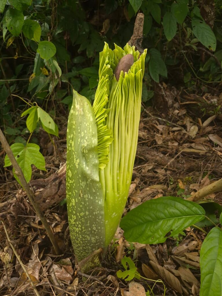 Melihat Keindahan Bunga Bangkai Raksasa di Sepanjang Aliran Sungai Lae Kombih