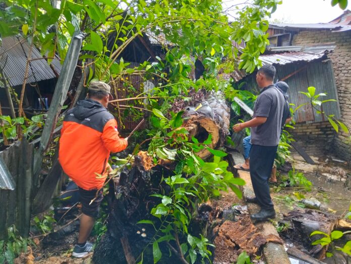 Rumah Warga di Subulussalam Tertimpa Pohon Sawit, BPBD Lakukan Evakuasi Cepat