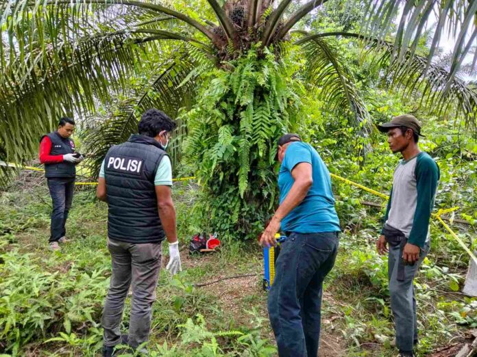 Petani Lansia Ditemukan Tergeletak di Kebun Sawit, Polisi: Korban Punya Riwayat Darah Tinggi