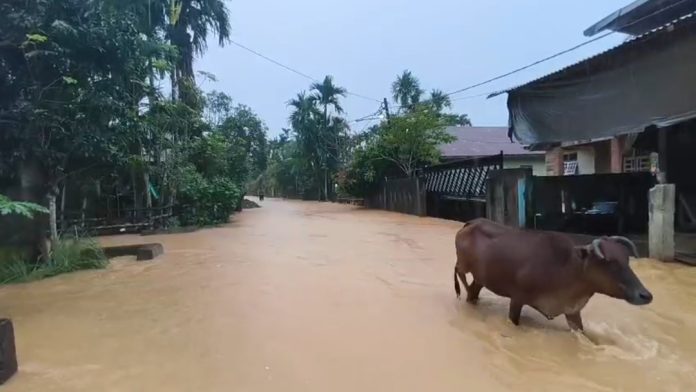 Banjir Lagi di Pidie Jaya: Debit Sungai Meluap, Permukiman Warga Tergenang