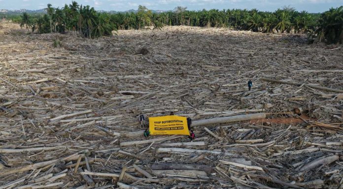 HAkA: Stop Deforestasi Kunci Menghentikan Banjir Berulang di Aceh